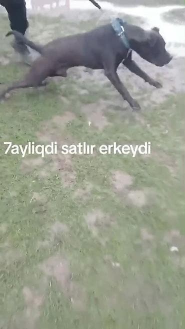 ev heyvan: Erkek pitbul — 2