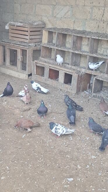 scottish fold qiymeti: Satılır — 7