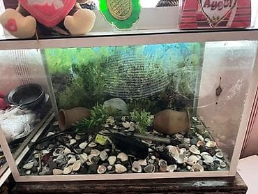 Akvarium 180 azn ölçü 67*40 icin aksesuarladi verilir tecili satilir