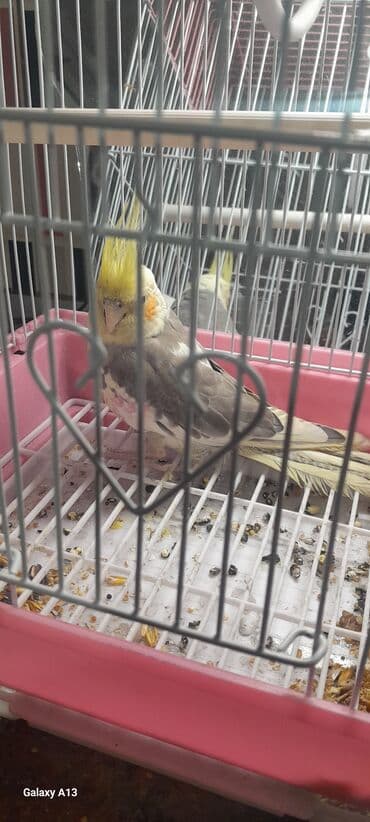 Akvariumlar: Nimfa (cockatiel) tutuquşu və qəfəs dəsti - Quş: sarı çəltiyi — 2