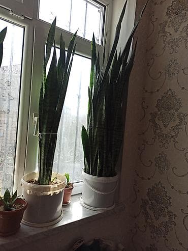 Букетные цветы: Ev otaq gülləri – bir neçə növ 5-50 manat arası qiymət - — 8