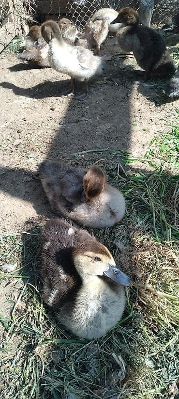 dekarativ quslar: Muscovy ördək balaları (kənd təsərrüfatı üçün) - Cins: muskoviy — 2