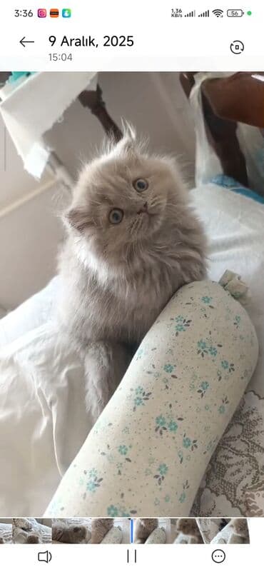 Грызуны: Шотландская длинношерстная, Самка, В добрые руки — 2