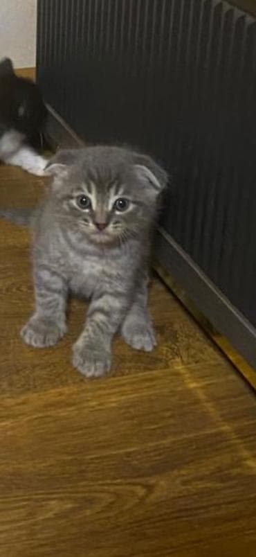 balaca ag itler: Şotland yastı qulaq — 4