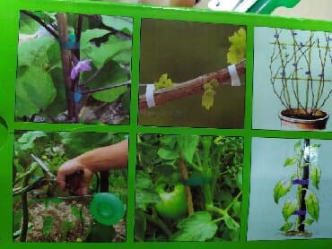 uzum ağacı: Çox keyfiyyətli qayçı meselem salanan üzüm ağaclarını en asanlıqla — 4