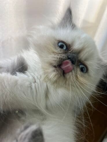 отдам в хорошие руки породистых котят: Персидская — 3