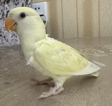 Gəmiricilər: Salam 40-45 günlük yeni yemə düşmüş balalardı. 3 ədəddir hamsı tam — 2