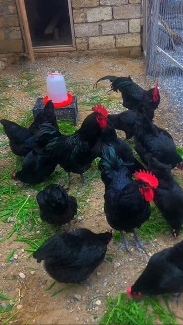 Гуси: Курица, Australop, Для разведения — 4