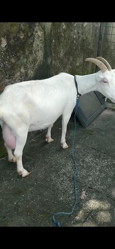 Ağ rəngli süd keçisi və balası - Cins: süd istiqamətli ağ keçi (böyük