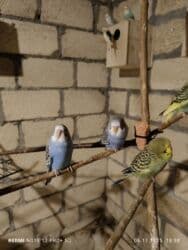 большая клетка для морской свинки: Dalmatin və müxtəlif rəng mutasiyalı dalğıç (büdcərigar) nimçələri - — 1