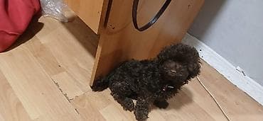 heyvan geyimleri: 1 ay, Erkek, Peyvəndli — 1