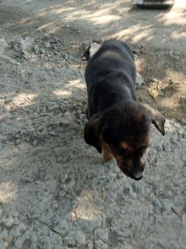 мейн кун купить в баку: Dişi, Ünvandan götürmə — 2