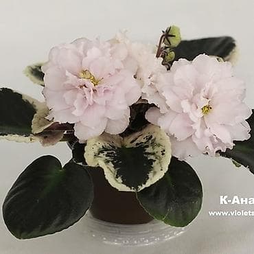 dibcek gulleri satisi: Fialka statiorlari 4azn. Saglam və yeni sortlar buyurun vatsap var — 6