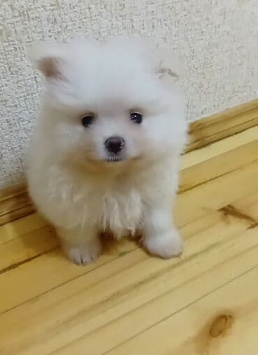 pitbul balasi qiymeti: Balaca ağ, tüklü balaca it balası - Cins: kiçik ölçülü, Spitz tipli — 1