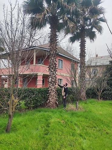 zeytun agaclari: Palma wasinqton istənilən fəslində əkilir zəmanət verilir dərmanlanir — 5