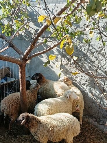 keçi satılır: Qoyun sürüsü satılır Hamısı erkek dir cekisi biri 54 kl o birleri 34 — 7