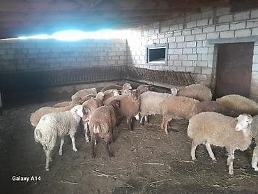 xoruzun ağ əti: Qurbanliq qoyunlar Qiymeti razilasma yolu ile Cekileri 15-25 kq — 7
