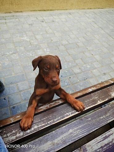 Quşlar: Saf qanlı balaca it balası – şokolad rəngli, qara-qəhvəyi tünd — 4