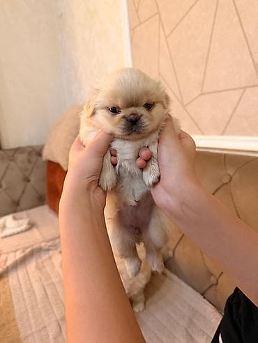Pekines, Erkek, Ünvandan götürmə — 4