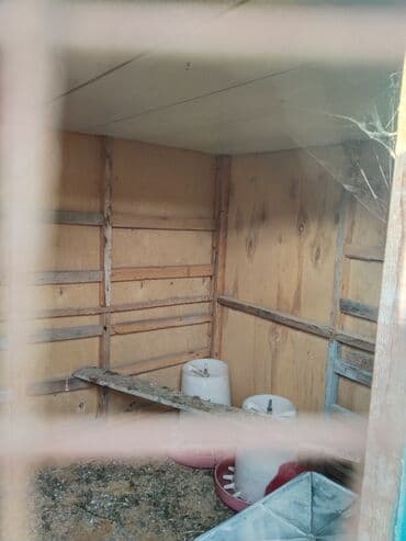 taxta domikler: Tovuq/kənd təsərrüfatı quşları üçün hazır tövlə (toyuq daxması) - — 3