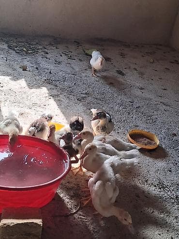 bala tutuquşu: Satılır ördək balaları. Şəkillərdə bir neçə ədəd gənc ördək balası — 1