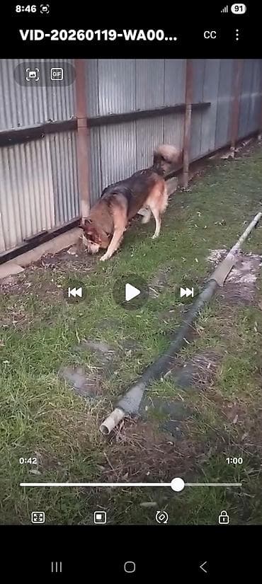 ucuz ev itleri: Xaski, 1 ay, Erkek, Peyvəndli, Ünvandan götürmə — 10