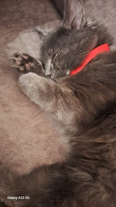 etibarli ellere pisik verirem: Pişiklər — 2