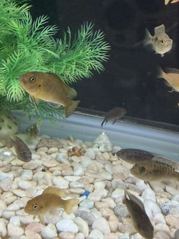 arı satışı 2022: Cixlid balığı — 2