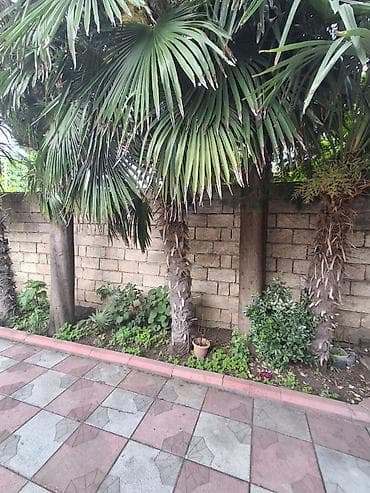 Palma agaci her biri 300 azn Toplam 5 eded Gorkemli ve dozumlu palma