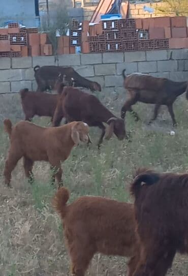 simmental inək cinsi: Dişi, il: 1, Südlük, Ünvandan götürmə — 1