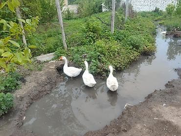 Ağ qazlar – 3 baş - Növ: ağ ev qazı (özünü yaxşı göstərən, iri