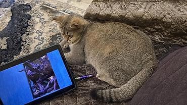 pisiyler: Britan — 3