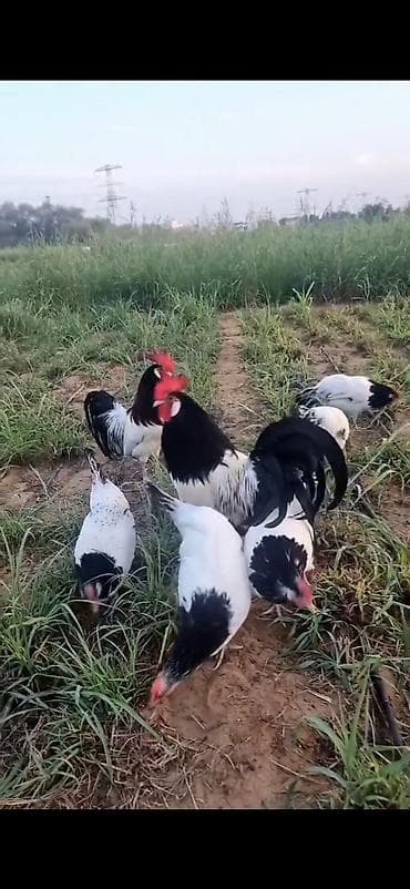 cins keciler: Toyuq, Damazlıq — 3