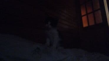 qara pişik şəkilləri: Dişi, Yaxşı əllərə, Ünvandan götürmə — 3