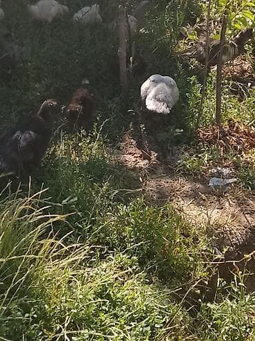 Macar ördeyi lal 5 manatdan 10 manata qədər qiymetlerle — 1