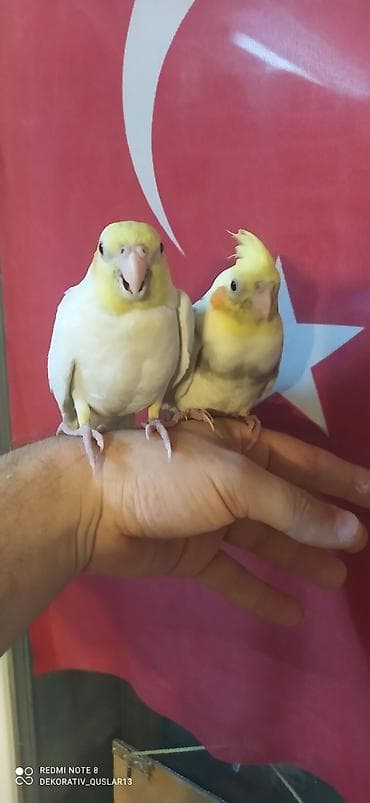 Salam. valnisti ve cex cexden donme cex vistivkanin qarisigi adi ile