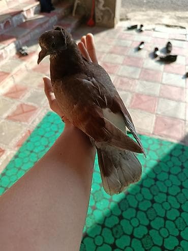 yemler: Qırmızı-qəhvəyi rəngdə ev göyərçini - Rəng: tünd qəhvəyi-qırmızı — 2