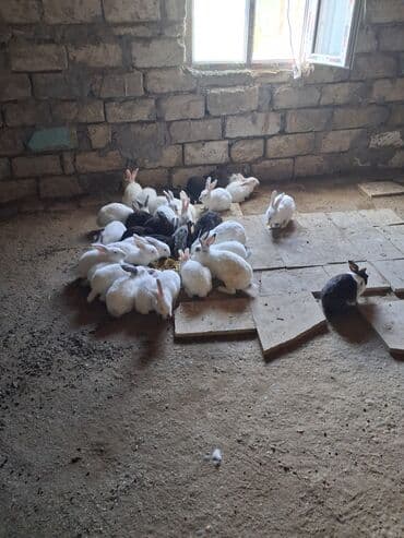 karlik dovşanlar: Satışda çoxsaylı dovşanlar - Rənglər: əsasən ağ, əlavə olaraq qara və — 1