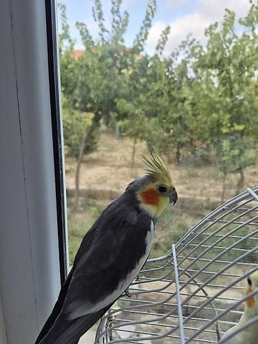 1 yaş8aylıq erkək korella tam sağlm aktiv quşdur.Nimfa tutuquşusu