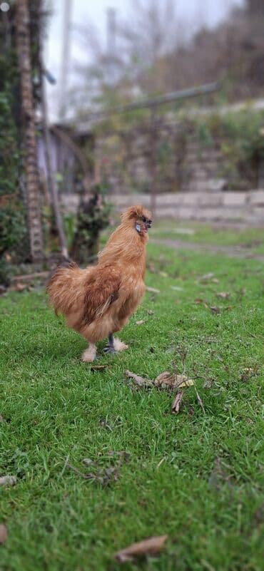 Gəmiricilər: PonPon xoruzu 60azn — 4