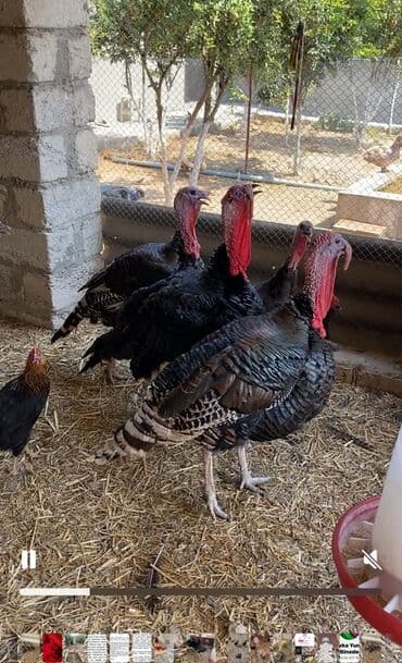 Inəklər, öküzlər: Məhsul: Hind quşları (hindtoyuğu sürüsü) Təsvir: - Şəkillərdəki böyük — 2