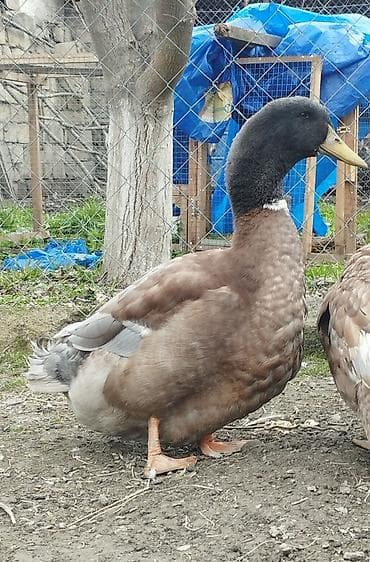 kənd toyuğu: Cins ördək – dekorativ və təsərrüfat üçün uyğun. - Qəhvəyi-bürünc — 1