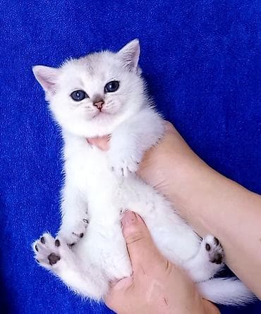 pisi: Britan, Erkək, Yaxşı əllərə, Ünvandan götürmə — 4