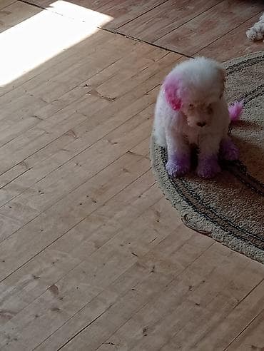 той пудель: Пудель — 2