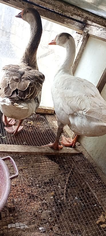 Eşşəklər: Qazlar – 1 cüt - Növ: ev qazı (iri cüssəli, məsul yumurta və ət üçün — 5