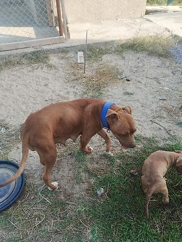 İtlər: Pitbul, 2 ay, Erkek — 10