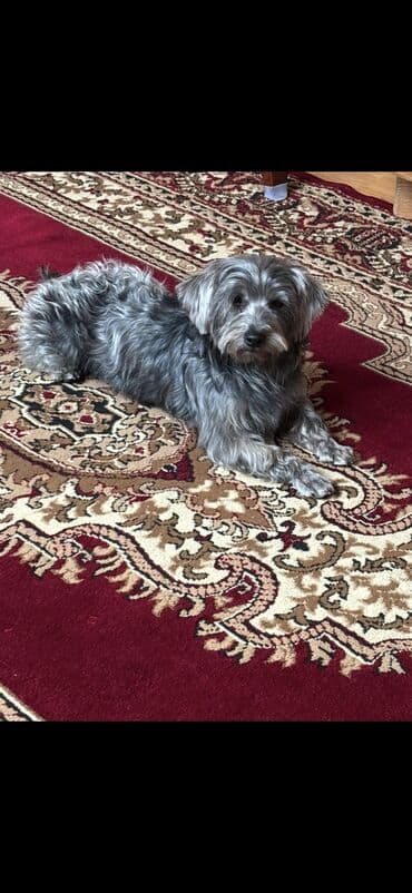 rottweiler itleri satisi: Gümüşü-boz rəngli, uzun tüklü kiçik ölçülü it. Yumşaq, ipək kimi qatlı — 1