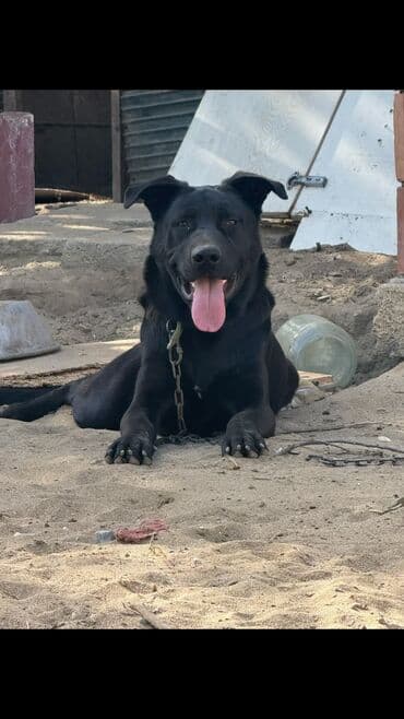 Alman çoban iti, 9 ay, Erkek, Peyvəndli lalafo.az -da Alman çoban iti, 9 ay, Erkek, Peyvəndli