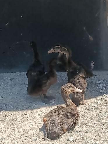 balaca it: Salam Şəkildə gördüyünüz Orginal Ruan və Kayuqa ördək balaları — 2