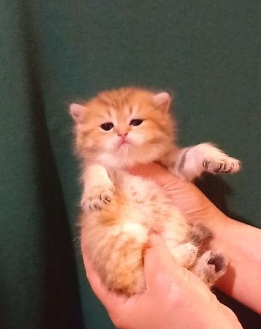 pişim: Britan, Erkək, Dişi, Ünvandan götürmə — 3